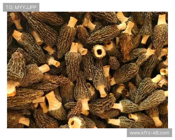 凯发K8在线注册平台全面指南助你轻松开启高效游戏体验